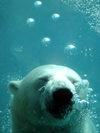 L'ours polaire est l'une des victimes principales du réchauffement climatique